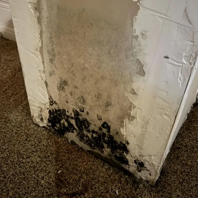 Professional Mold Removal in Soulsbyville, CA